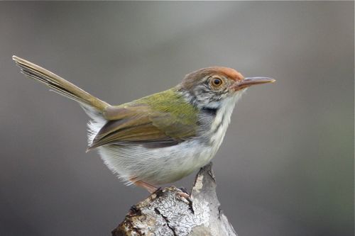 Pretty Common tailorbird