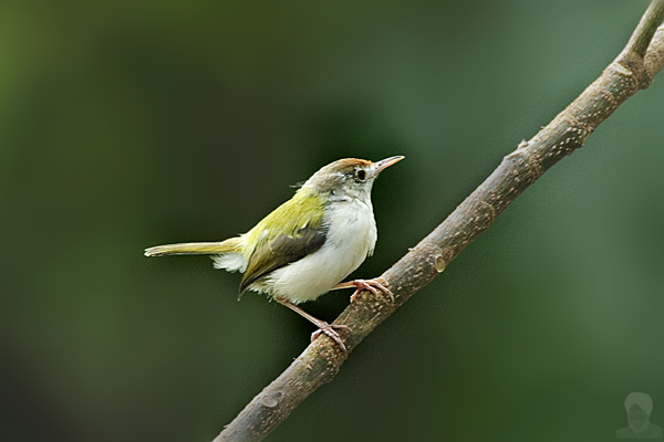 Pretty Common tailorbird