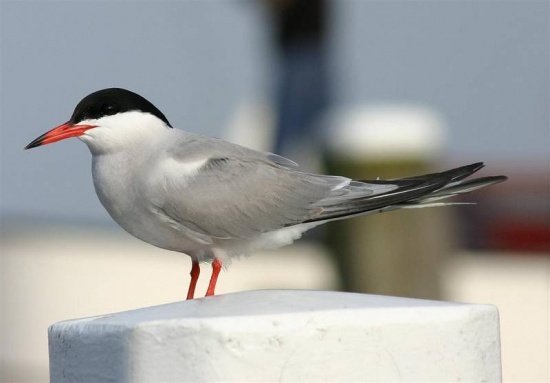 Common tern