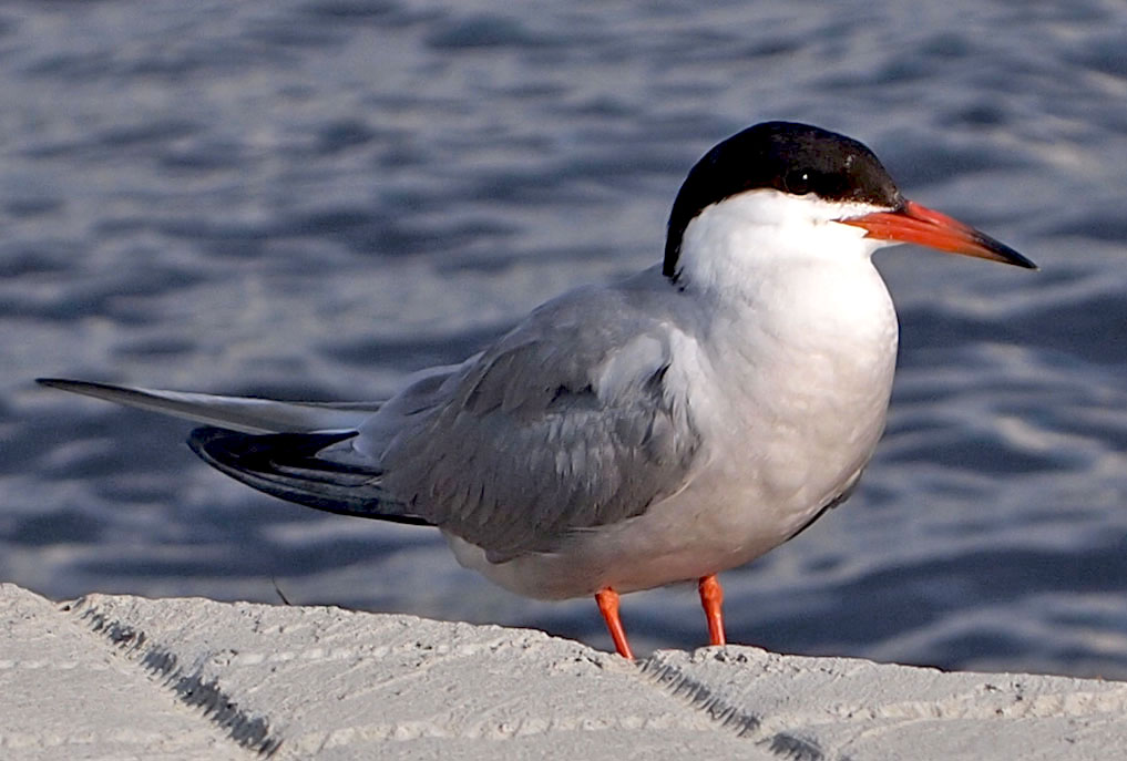 Pretty Common tern
