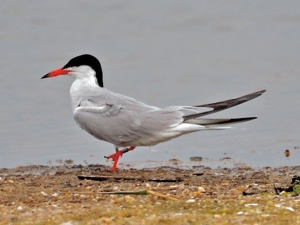 Pretty Common tern