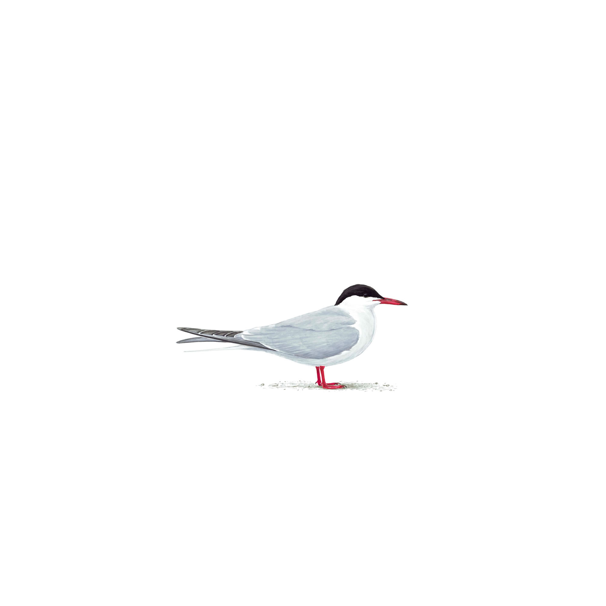 Pretty Common tern