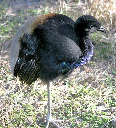 Common trumpeter