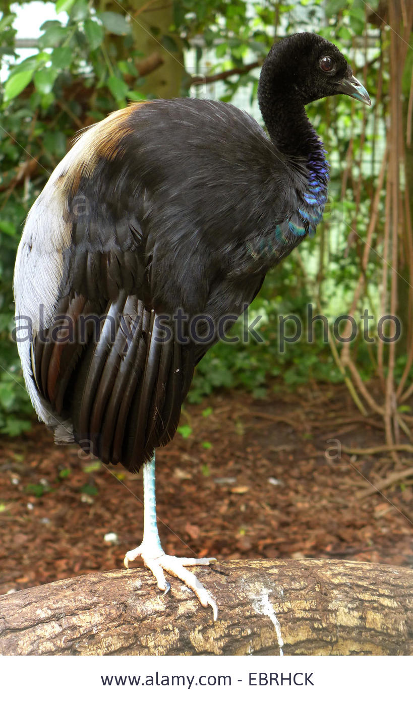 Pretty Common trumpeter