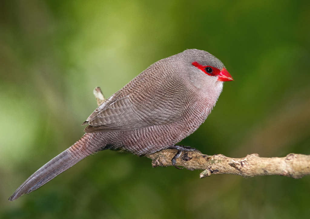 Pretty Common waxbill