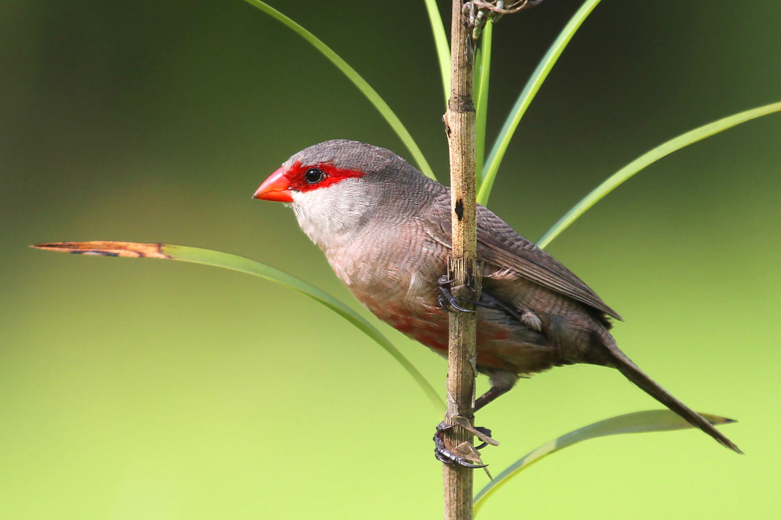 Pretty Common waxbill