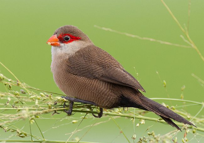 Pretty Common waxbill