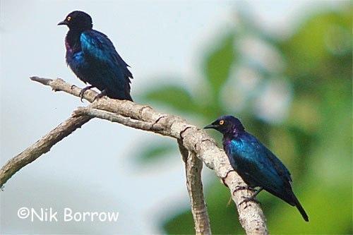 Pretty Copper-tailed glossy-starling