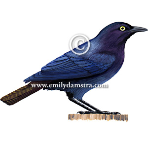 Pretty Copper-tailed glossy-starling