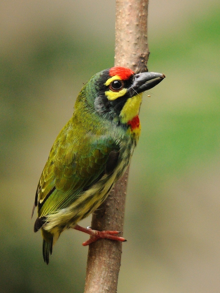 Coppersmith barbet