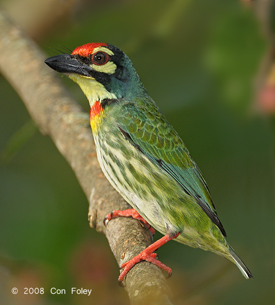 Pretty Coppersmith barbet