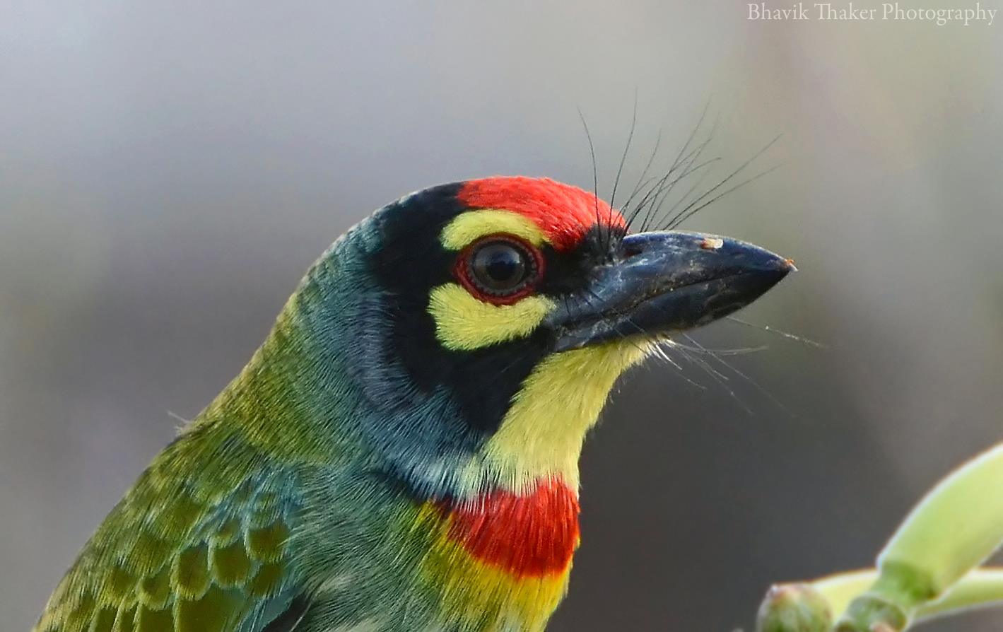 Pretty Coppersmith barbet