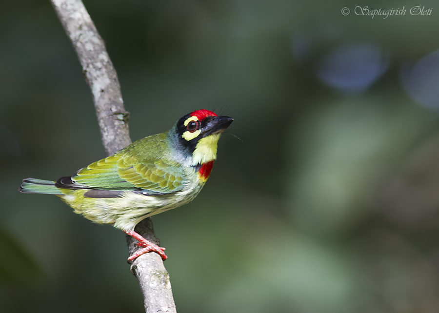 Pretty Coppersmith barbet