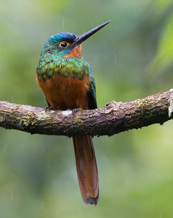 Coppery-chested jacamar