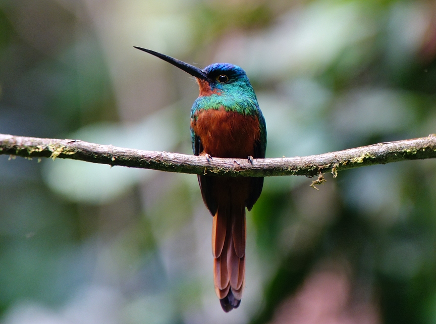 Pretty Coppery-chested jacamar
