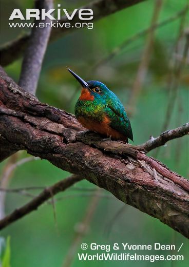 Pretty Coppery-chested jacamar