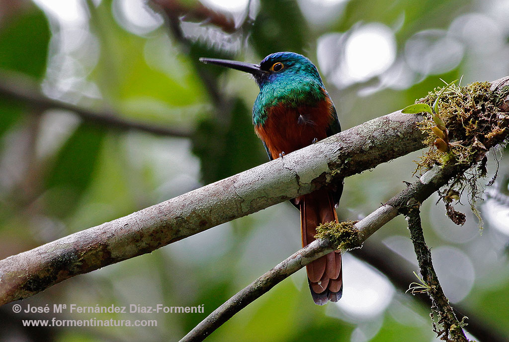 Pretty Coppery-chested jacamar
