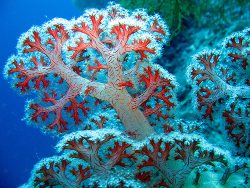 Coral