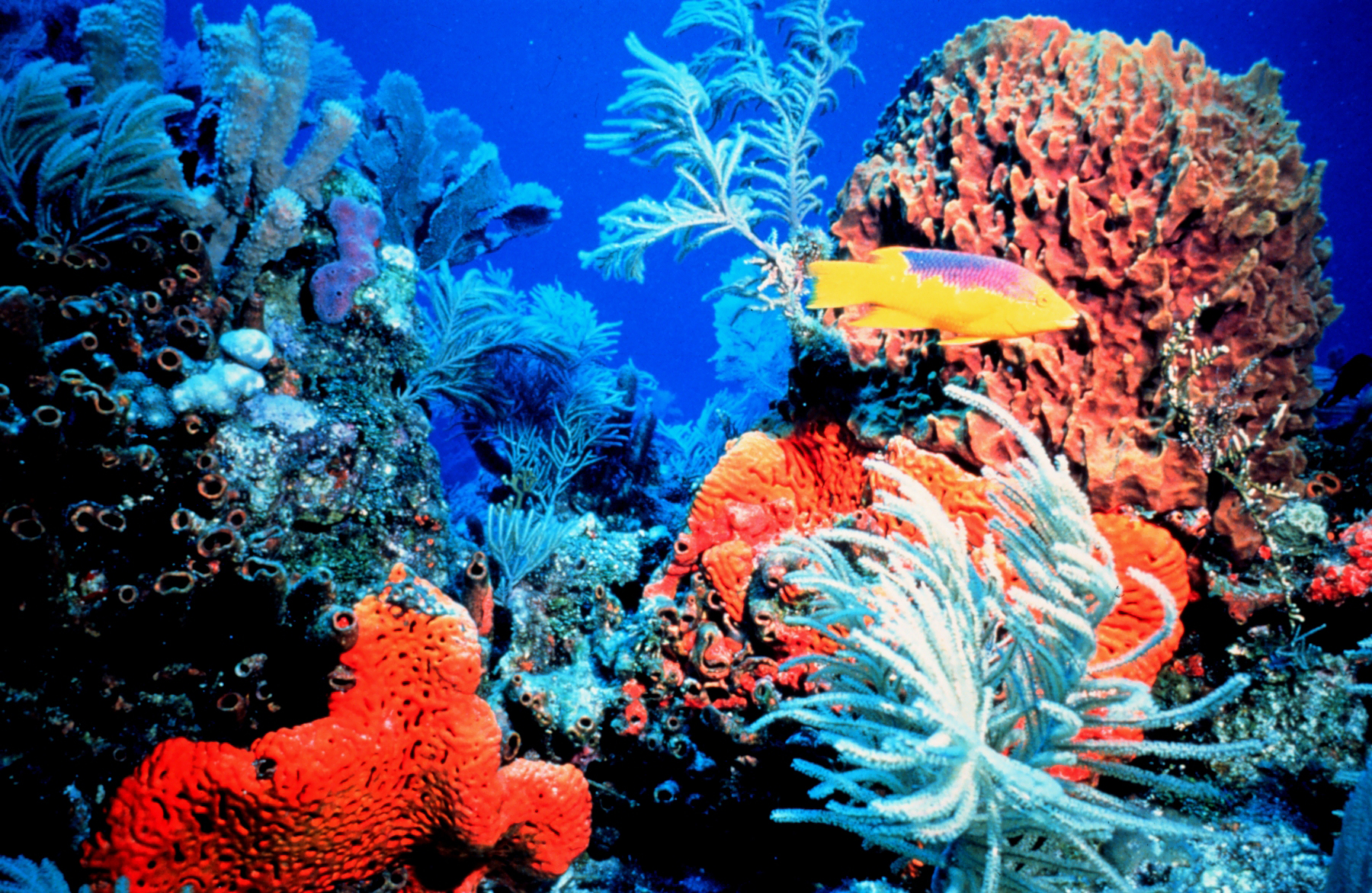 Pretty Coral