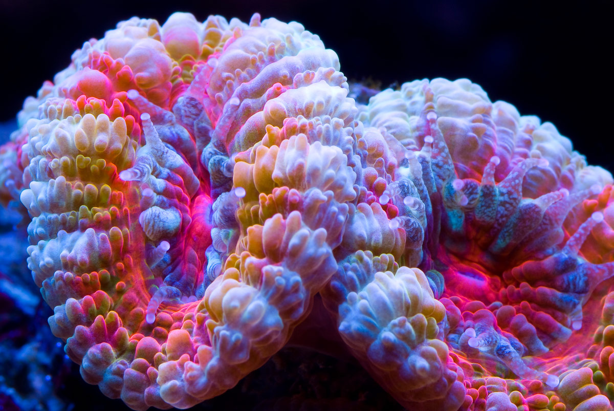 Wallpaper Coral