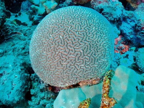 Photo Coral