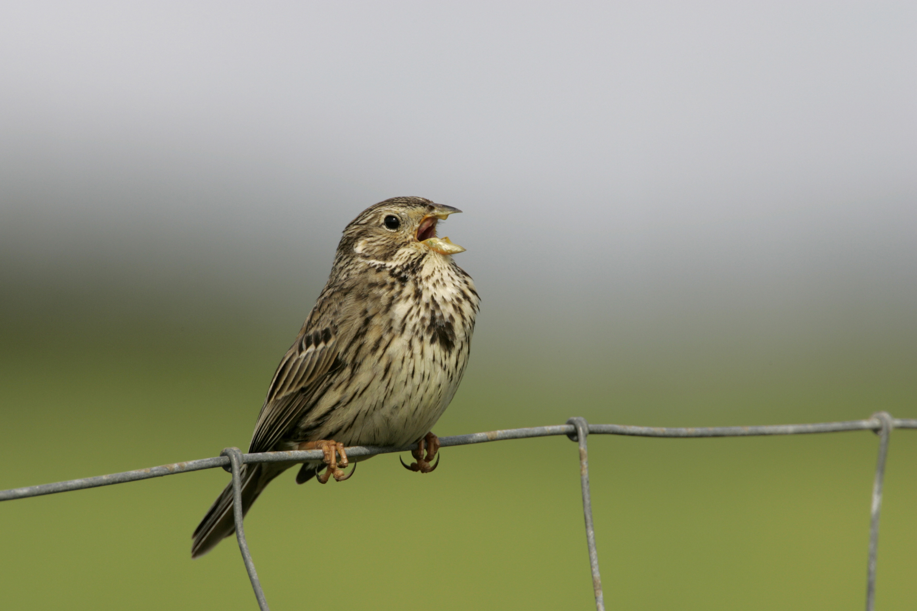 Corn bunting