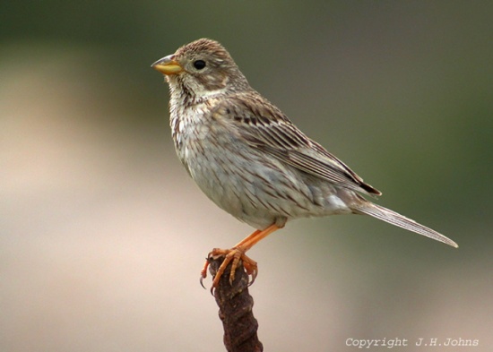 Pretty Corn bunting