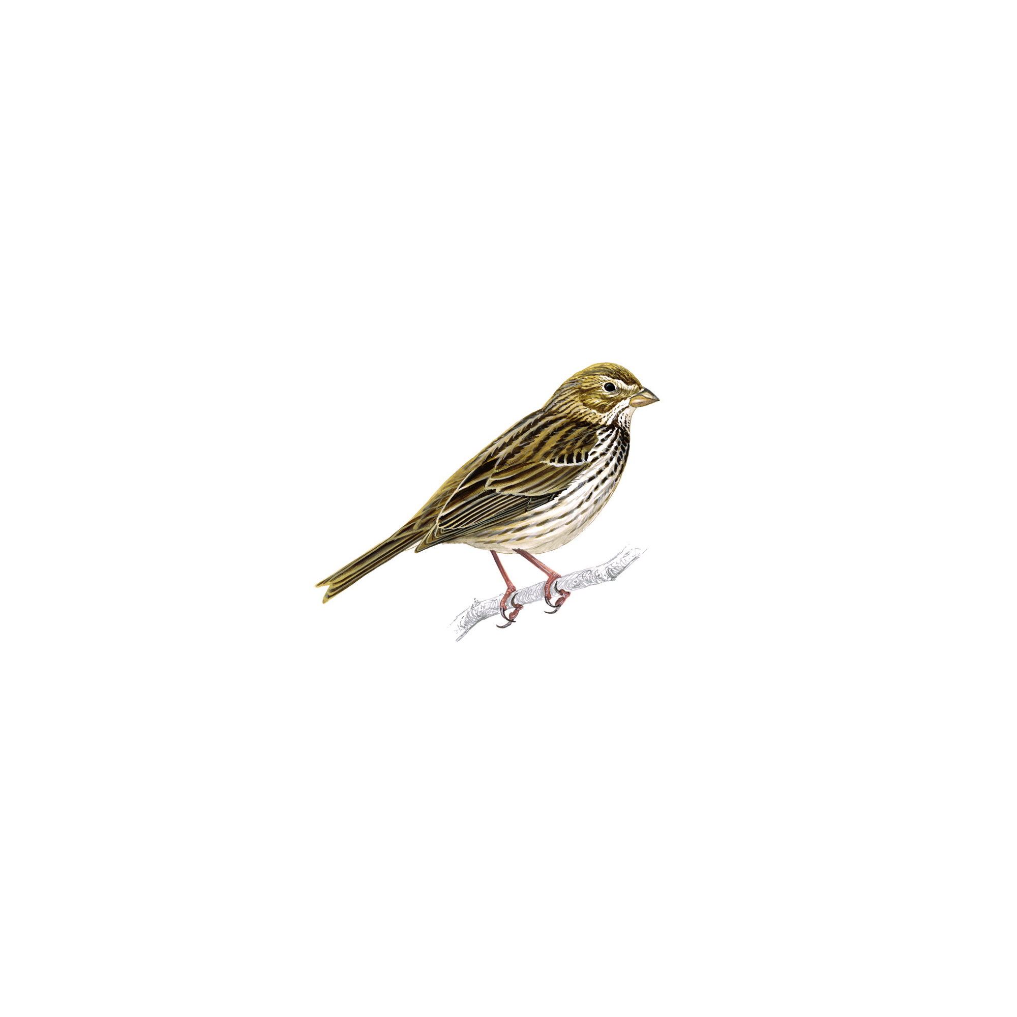 Pretty Corn bunting