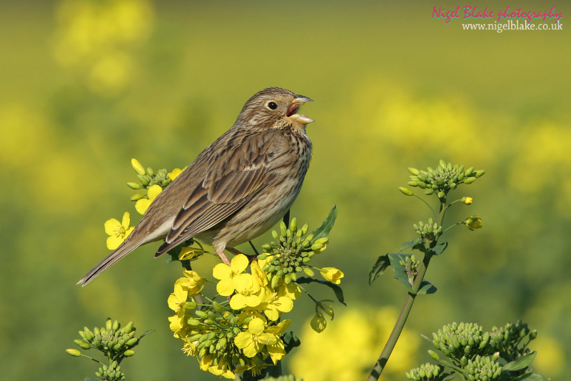 Pretty Corn bunting