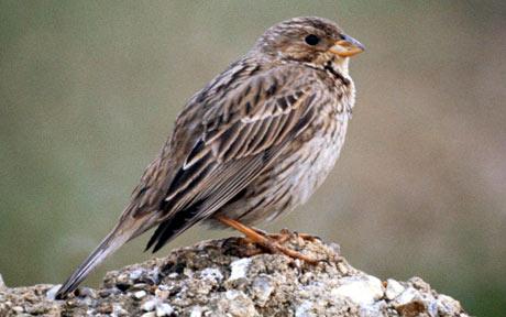 Pretty Corn bunting
