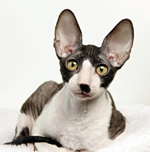 Cornish Rex - Cat Breed