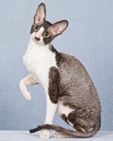 Cool Cornish Rex - Cat Breed