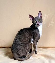 Pretty Cornish Rex - Cat Breed