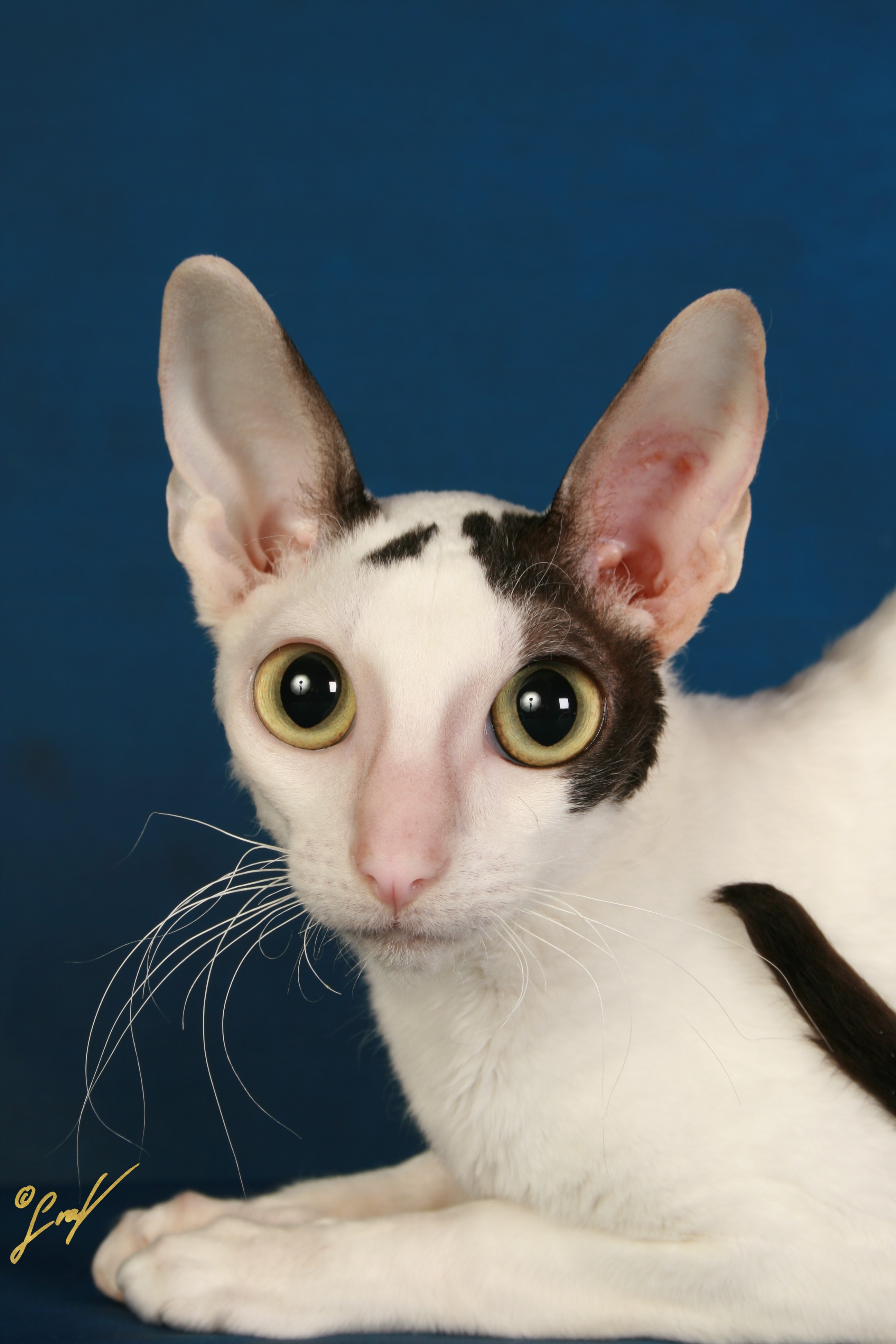 Cute Cornish Rex - Cat Breed