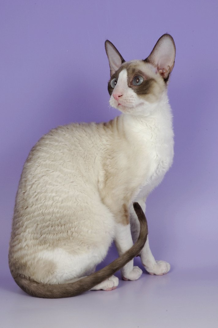 Wallpaper Cornish Rex - Cat Breed