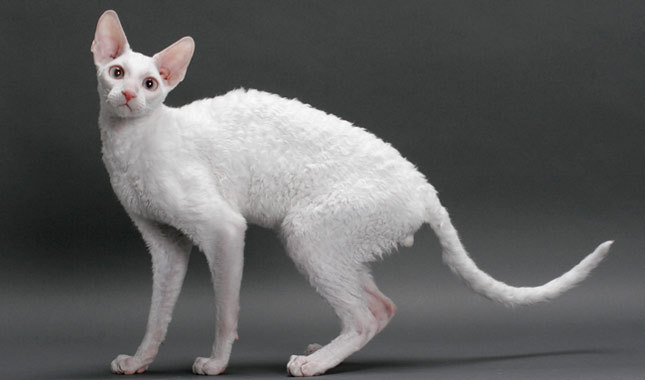 Photo Cornish Rex - Cat Breed