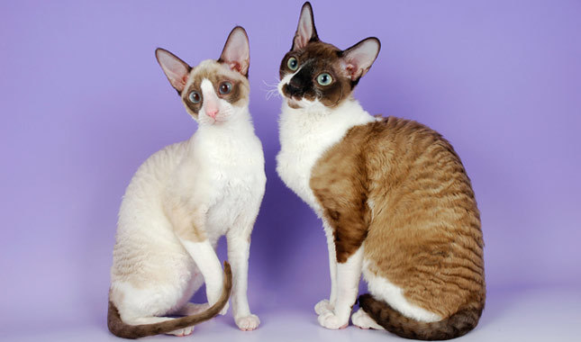 Cornish Rex - Cat Breed photo 