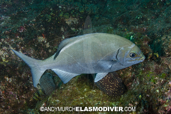 Pretty Cortez chub
