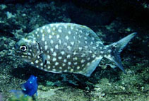 Pretty Cortez chub