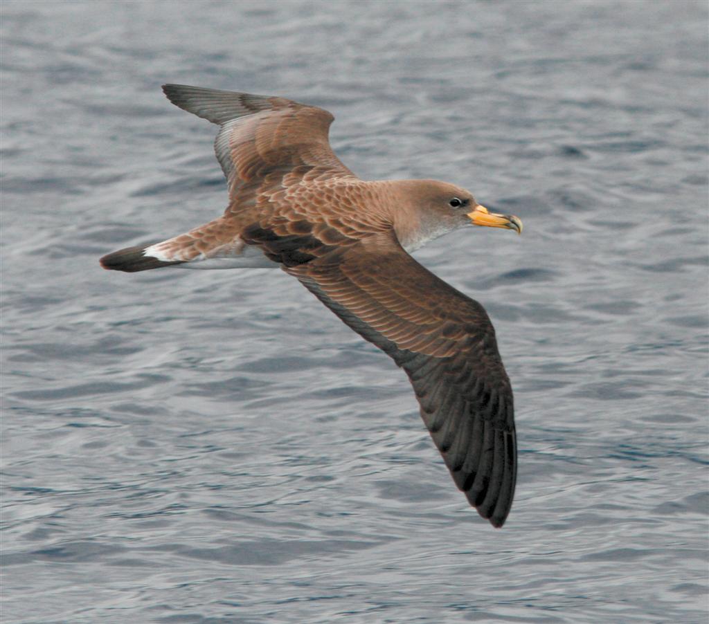 Pretty Cory’s shearwater