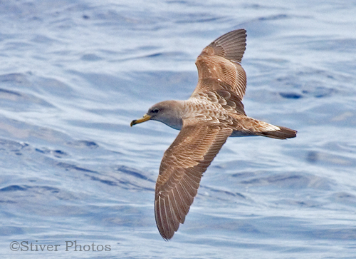 Pretty Cory’s shearwater