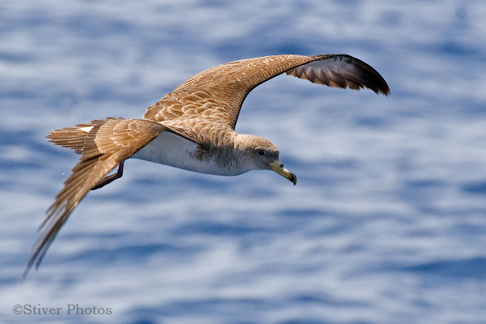 Pretty Cory’s shearwater