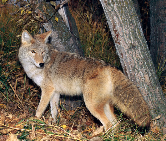 Coyote