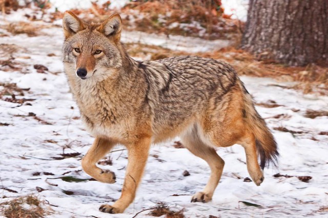 Pretty Coyote