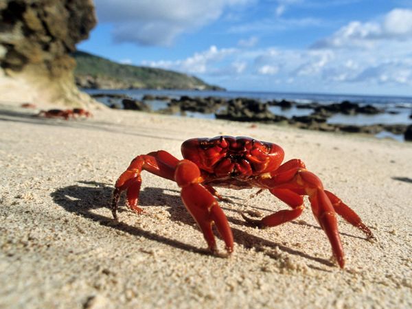 Cool Crabs