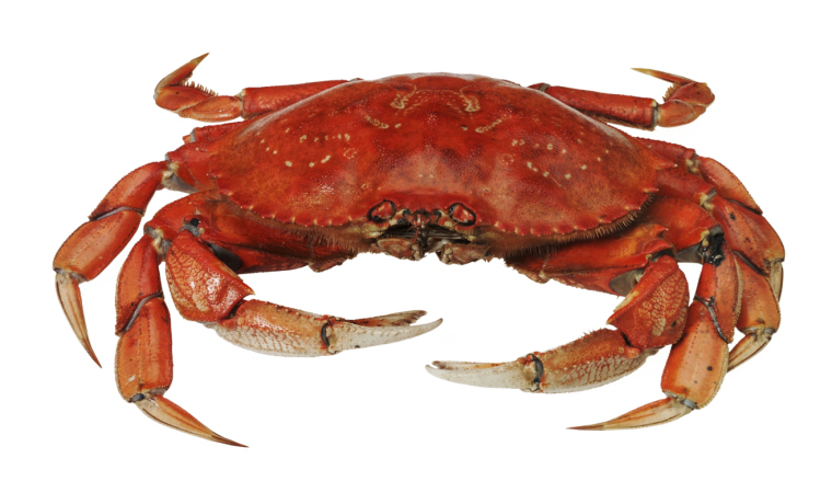 Cute Crabs