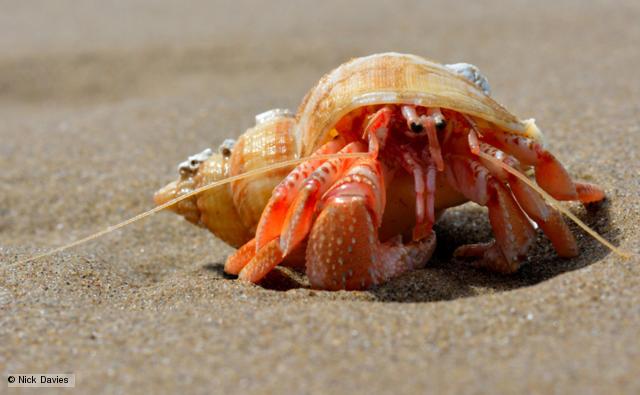 Crabs photo 