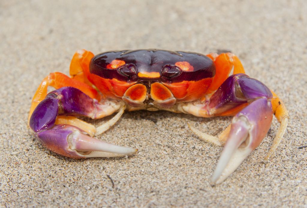 Crabs wallpaper