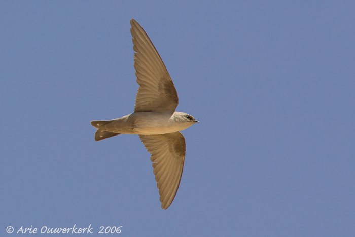 Crag martin