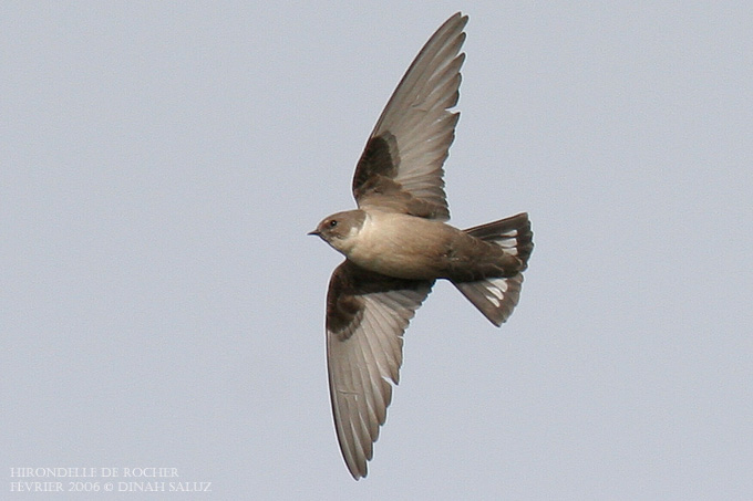 Pretty Crag martin